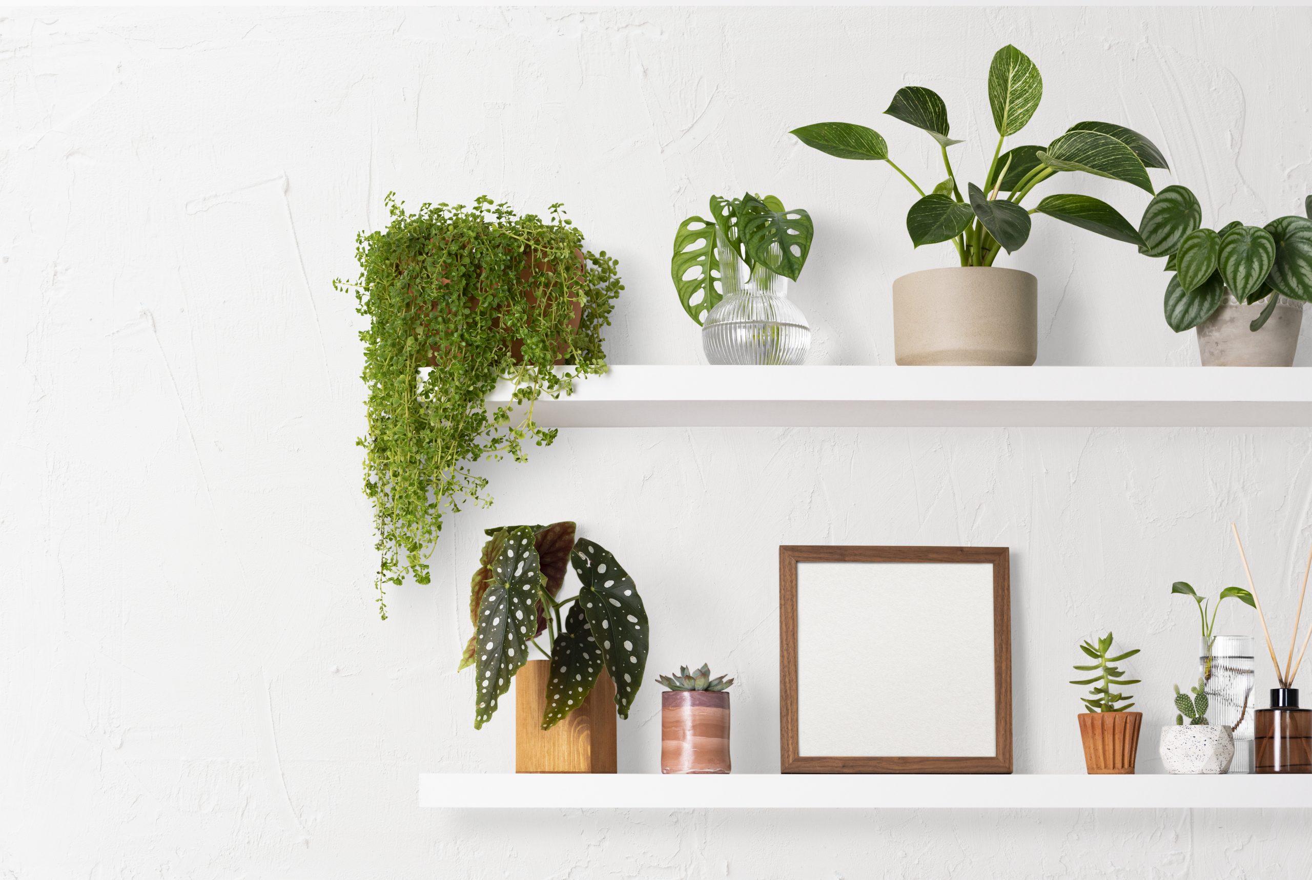 floating shelves mounted on a white wall, filled with indoor plants and decor