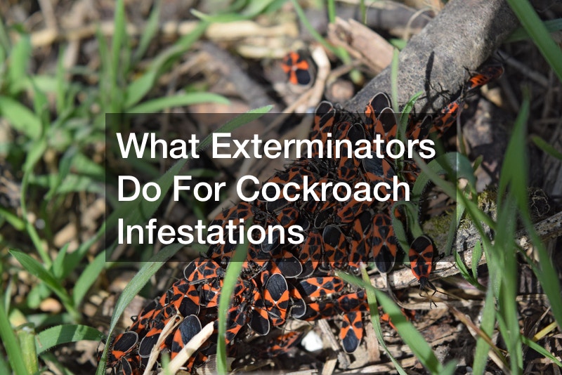 What Exterminators Do For Cockroach Infestations