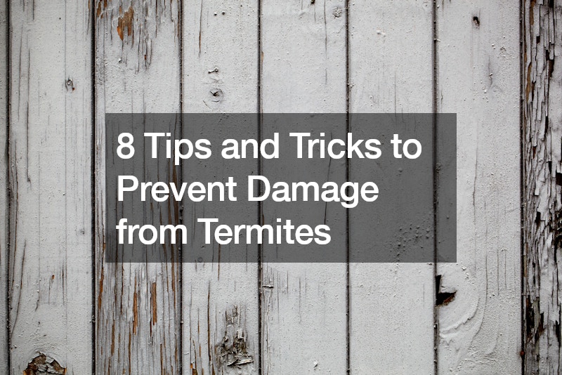 8 Tips and Tricks to Prevent Damage from Termites