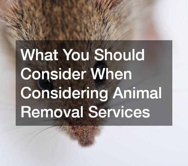 What You Should Consider When Considering Animal Removal Services