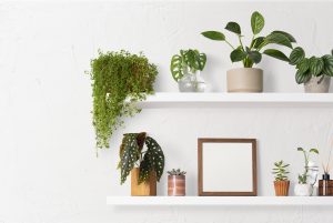 floating shelves mounted on a white wall, filled with indoor plants and decor